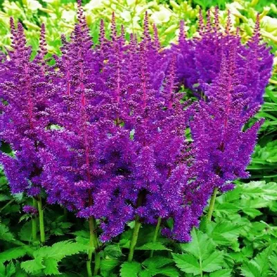 Immagine prodotto di Astible Tawułka Niebieska Blue 1 pz. Piantina Piantine Erba colorata