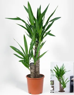 Produktbild von BALDUR Garten 1x Yucca Palme ca. 65-75 cm hoch, Pflanze im 17 cm-Topf, Zimmerpalme, Zimmerpflanze, Grünpflanze, mehrjährig - frostfrei halten, pflegeleicht, Wasserbedarf gering, Yucca elephantipes