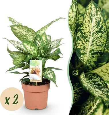 Green boutiQ - Zimmerpflanzen - Dracaena Sunray -