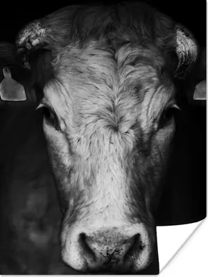 Produktbild von MuchoWow® Poster Tiere - Kuh - Schwarz - Weiß - Kuhkopf 90x120 cm - Wohnzimmer