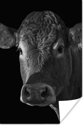 Produktbild von MuchoWow® Poster Kuh - Tiere - Schwarz - Weiß - Porträt 120x180 cm - Kunstposter