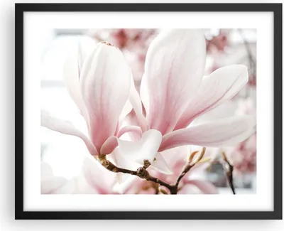 Produktbild von Gerahmtes Poster - Schwarzer Rahmen - Zweig Magnolie Blume - 50x40 cm - Wand Bild - Wanddeko - Wandbilder - Kunstposter - Wandposter - Bilderrahmen - Bilder - Kunstdruck - P2BAA50x40-4538