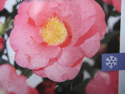 Produktbild von Japanische Kamelie R.L. Wheeler - Camellia japonica - immergrün 40-60