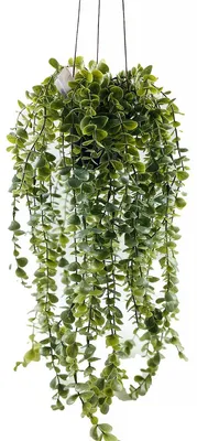 Produktbild von Hängende Kunstpflanze SENECIO, 60 cm