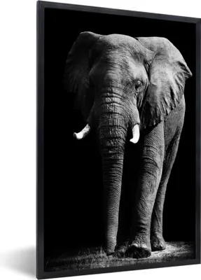 Produktbild von MuchoWow® MuchoWow® Gerahmtes Poster Elefant - Schwarz - Weiß - Wilde Tiere 60x90 cm - Poster mit zchwarzem Bilderrahmen - Kunst