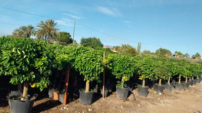 Produktbild von Sunny Tree – Grapefruitbaum Citrus × paradisi – 30 Jahre alt, 180 cm hoch – Obstbaum für Garten und Terrasse – 90-Liter-Topf