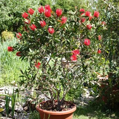 Produktbild von Bakker.com - Zylinderputzer, Der topf / 2L / Lieferhöhe 30-40cm