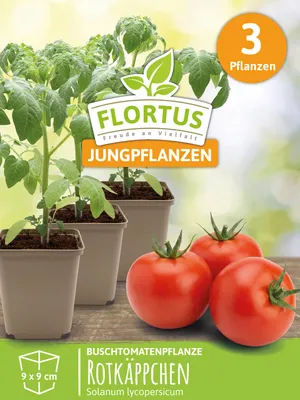 Artikelbild 6 von 'Buschtomatenpflanze Rotkäppchen' aus der Kategorie Buschtomatenpflanzen