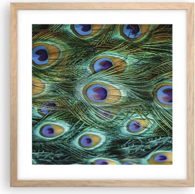 Produktbild von Gerahmtes Poster - Rahmen in heller Eiche - Pfauen Feder Makro - 40x40 cm - Wand Bild - Wanddeko - Wandbilder - Wandposter - Bilderrahmen - Bilder - Kunstdruck - Wandbild - P2NAC40x40-4159