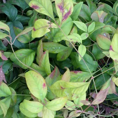 Image de Bambou sacré  - Nandina domestica « Firepower »  | 40-50 cm en conteneur