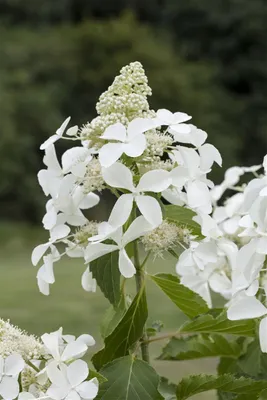 Produktbild von Hydrangea paniculata 'Kyushu', Rispenhortensie, weiß, 40–60 cm