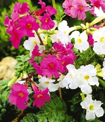 Produktbild von BALDUR Garten 9er Incarvillea' Blüten-Mix Freilandgloxinie, im 9x9 cm-Topf, winterharte Stauden Pflanzen, mehrjährig, pflegeleicht, für Standort im Schatten geeignet, blühend, Incarvillea delavayi