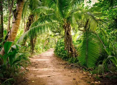 Produktbild von Palmen Fototapete im Tropical Stil | Dschungel Vlies Fototapete für Wohnzimmer und Flur | Grüne Tapete mit Urwald Motiv