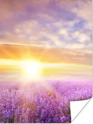 Produktbild von MuchoWow® Poster Lavendel - Sonne - Himmel - Natur 90x120 cm - Wohnzimmer
