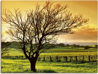Produktbild von ARTland Leinwandbild Landschaft mit Weinbergen Größe: 60x30 cm