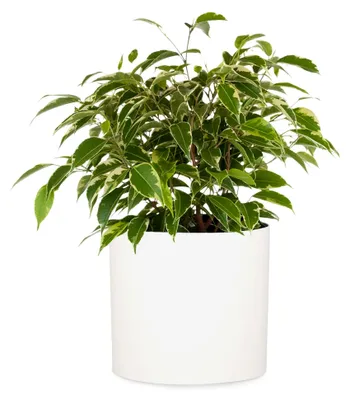 Produktbild von Fox&Fern Übertopf M - Blumentopf groß mit Wasserabfluss - Höhe 24cm - Übertöpfe für Zimmerpflanzen - Durchmesser 25cm - Pflanzentöpfe groß - weiß matt