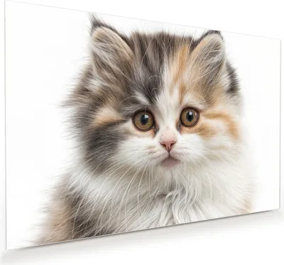Produktbild von Glasbild 45x30cm in XXL für Wohnzimmer, Schlafzimmer Motiv Flauschige Katze