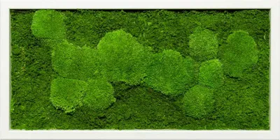 Produktbild von Moosbild 60x30cm 50% Flachmoos/ 50%Kugelmoos (weiß)