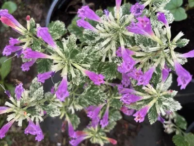 Produktbild von Calamintha grandiflora Variegata - Weißbunte Gartenbergminze