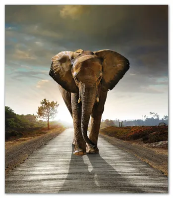 Produktbild von Wallario Herdabdeckplatte aus Glas, Größe 52 x 60 cm 1-teilig, Motiv Elefant bei Sonnenaufgang in Afrika