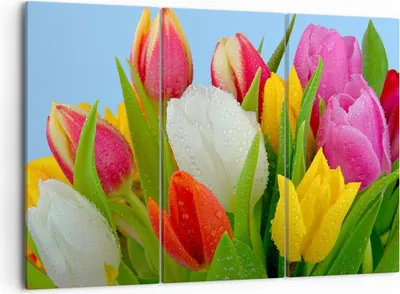 Produktbild von Bild auf Leinwand - Leinwandbild - Tulpen Blumenstrauß Blumen Tau - 105x70cm - Wand Bild - Wanddeko - Leinwanddruck - Bilder - Kunstdruck - Wanddekoration - Leinwand bilder - Wandkunst - CE105x70-2526