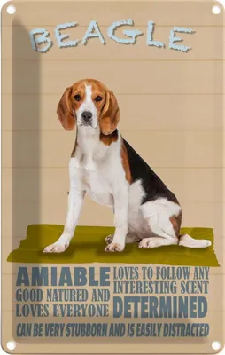 Produktbild von vianmo Blechschild 30x20 cm Beagle Hund loves to follow any