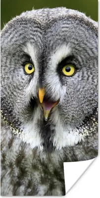 Produktbild von MuchoWow® Poster Vogel - Eule - Grau 60x120 cm - Wandschmuck