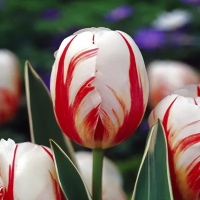Immagine prodotto di Tulipani Bulbi di fiori Bulbi di fiori Tulipani Carnaval De Rio 5 pz.