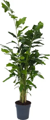 Produktbild von Fächerblatt-Palme - Caryota mitis - Höhe 120-130cm - ⌀27cm