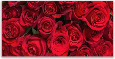 Produktbild von Glasbilder 120x60 Wandbild Druck auf Glas Rosen Pflanzen