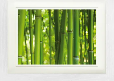 Produktbild von Bambus Gerahmtes Bild Mit Edlem Passepartout | Wand-Bilder | Im Bilderrahmen - Bambuswald (30 x 40 cm)