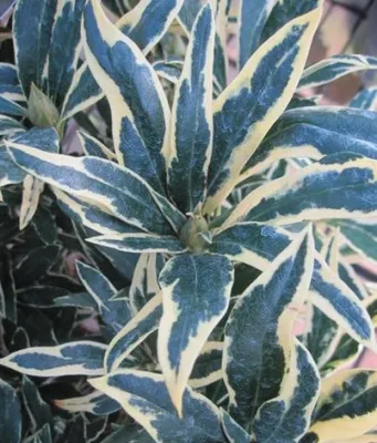 Produktbild von Pontische Rhododendron Variegatum - Rhododendron ponticum - 30-40cm
