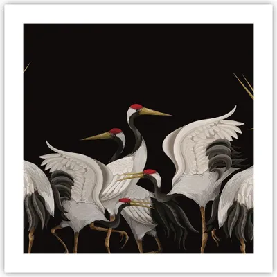 Produktbild von Poster - Poster ohne Rahmen - Kraniche Vögel Grafiken - 50x50 cm - Wand Bild - Wanddeko - Wandbilder - Kunstposter - Wandposter - Bilder - Kunstdruck - Wanddekoration - Wandbild - P2XAC50x50-4748