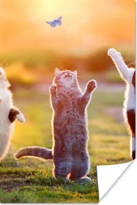 Produktbild von MuchoWow® Poster Katzen - Schmetterling - Sonnenuntergang - Gras - Natur 120x180 cm - Kunstposter