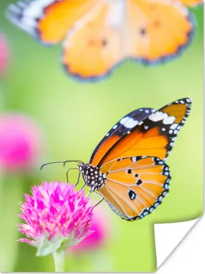 Produktbild von MuchoWow® Poster Insekten - Schmetterlinge - Blumen 90x120 cm - Wohnzimmer