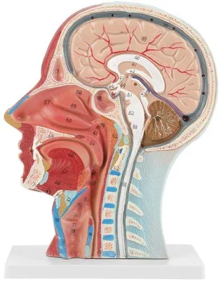 Productafbeelding van Anatomisch model - Helft van een gezicht - Interne anatomie - Arterieën en spieren - Gemaakt van PVC-kunststof - 27 x 20 x 10 cm - Menselijk anatomisch model