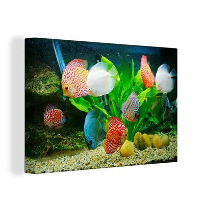 Obrázek produktu pro OneMillionCanvasses® Malba na plátně Nástěnná malba na plátně - Ryby v akváriu - 150x100cm