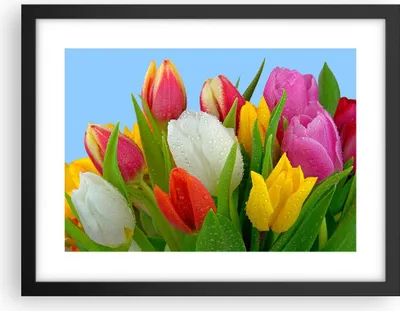 Produktbild von Gerahmtes Poster - Schwarzer Rahmen - Tulpen Blumenstrauß Blumen Tau - 40x30 cm - Wand Bild - Wanddeko - Wandbilder - Wandposter - Bilderrahmen - Bilder - Kunstdruck - Wandbild - P2BAA40x30-2526