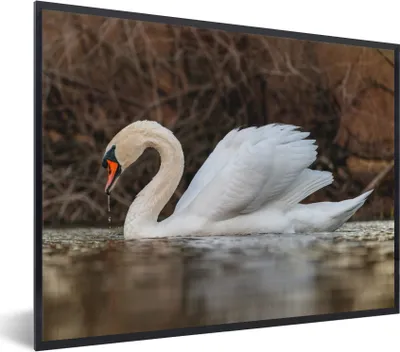 Produktbild von MuchoWow® Gerahmtes Poster Schwan - Wasser - Tiere - Vogel 80x60 cm - Poster mit Schwarzem Bilderrahmen Wandposter Rahmen Foto Bilder - Schwarzem - Mit Gestell