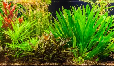 Produktbild von Aquarium-Pflanzenset 'Uruguayensis' bis 60L