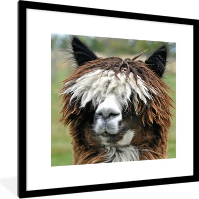Produktbild von MuchoWow® Gerahmtes Poster Alpaka - Fell - Braun 40x40 cm - Poster mit Schwarzem Bilderrahmen Wandposter Rahmen Foto Bilder - Poster - Plakat im Rahmen