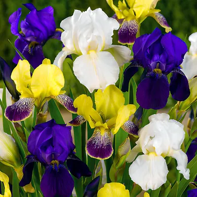Productafbeelding van Zwaardlelies, winterhard en meerjarig - Iris Germanica collectie - 5 wortels - Vaste planten, winterhard en meerjarig - Bladwortels, planten uit Nederland - voor de tuin (geen zaden, geen bollen, en niet kunstmatig)