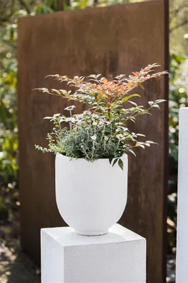 Produktbild von Nandina domestica 'Obsessed', Himmelsbambus, rotlaubig, 20–30 cm
