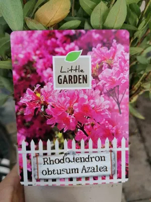 Produktbild von Japanische Azalee rosa 20-30 cm - Rhododendron obtusum Azalea japonica