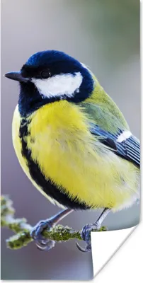 Produktbild von MuchoWow® Poster Kohlmeise - Vogel - Zweig 20x40 cm - Plakat - Foto