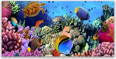 Produktbild von Tulup Leinwand-Bilder 120x60 Wandbild Canvas Kunstdruck Korallenriff Natur