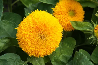 Produktbild von 25 Samen Gefüllte Sonnenblume „Hohe Sonnengold“ Großblumig, Goldgelb, Sommerblüher für Garten & Balkon Gartenpflanze