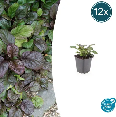 Immagine prodotto di Piante tappezzanti - Ajuga reptans 'Catlin's Giant' - vaso da 9 cm - set da 12 piante