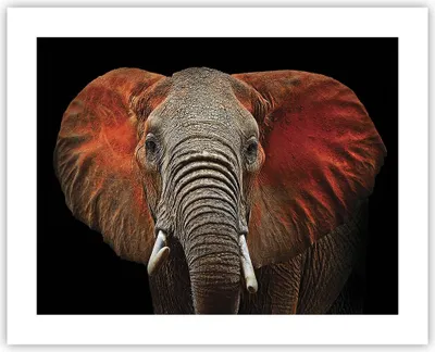 Produktbild von Poster - Poster ohne Rahmen - Elefant Rot Ohren - 50x40 cm - Wand Bild - Wanddeko - Wandbilder - Kunstposter - Wandposter - Bilder - Kunstdruck - Wanddekoration - Wandbild - P2XAA50x40-4237