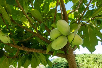 Produktbild von Indianerbanane 180 cm Asimina triloba Sunflower Papau Pawpaw, winterhart